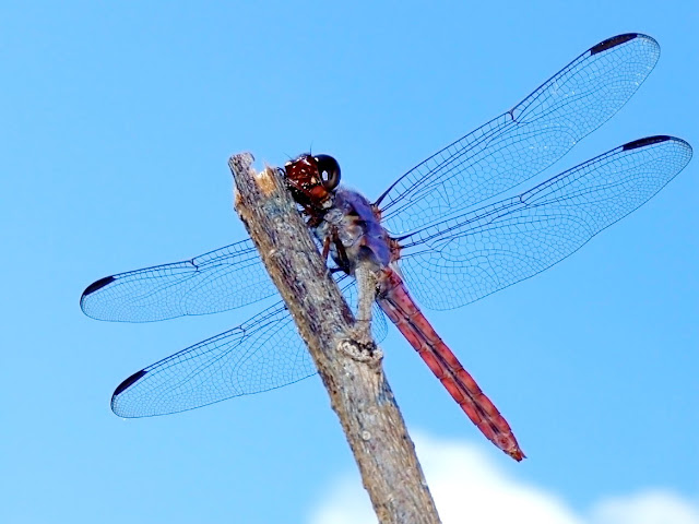 Orthemis ferruginea - Roseate Skimmer