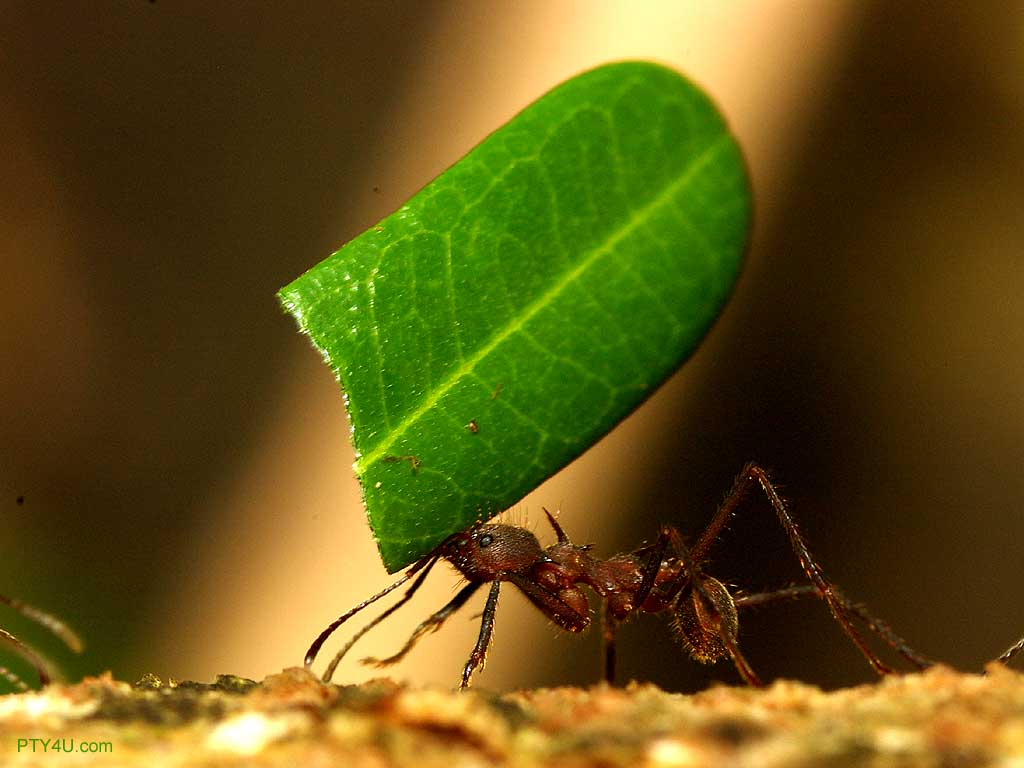 Between You and Me: Getting Rid of Ants