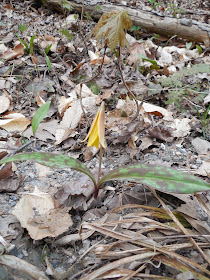 American trout-lily forest wildflowers
