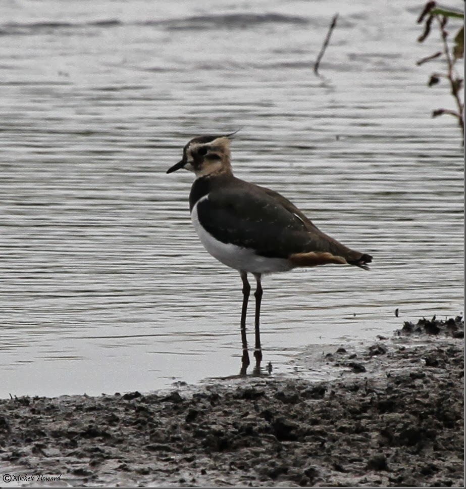 Lapwing