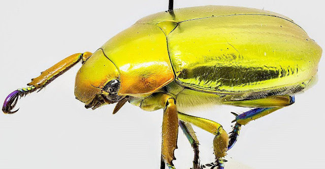 Auriganos Chrysina