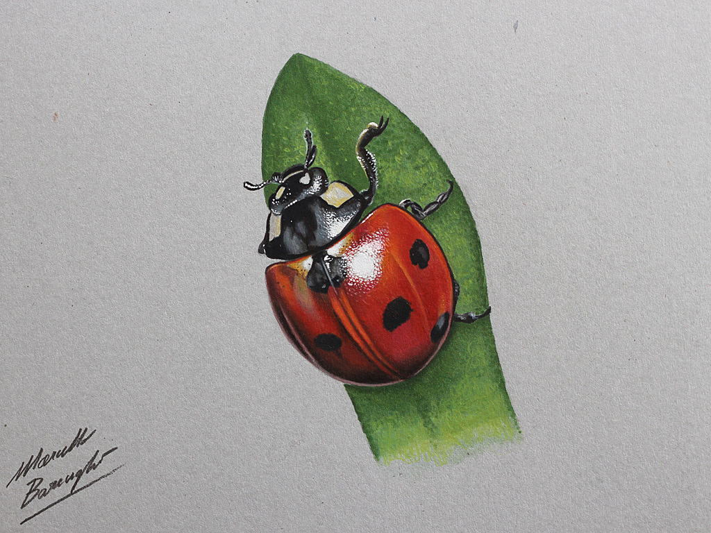 Marcello Barenghi LadyBug drawing 