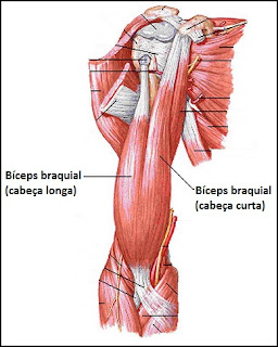 Resultado de imagem para imagens biceps braquial