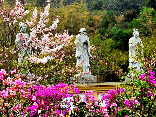 高雄六龜神威天台山道場花旗木盛開，環境清幽景色怡人，免費參觀