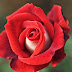 Red Rose Fresh Wallpaper