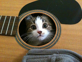 kitten inside guitar, funny cat pictures, funny cats