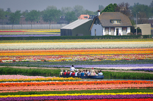  Pemandangan Indah Taman Bunga Tulip