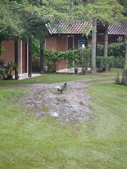 Radicao 10 (21)