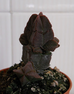 Crassula pyramidalis