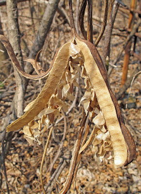 Кирказон маньчжурский / Аристолохия маньчжурская (Aristolochia manshuriensis)