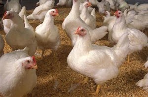 Cara Sukses Memulai Usaha Ayam Potong Bagi Peternak Pemula