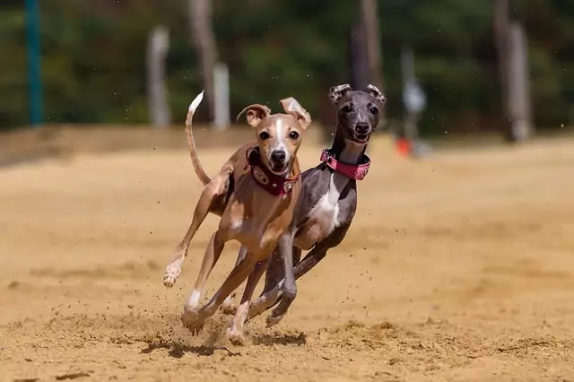 Top 12 fastest land animals in the world