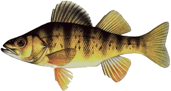 what to feed perch yellow perch are caught with still fishing with 