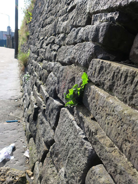 Dandelion growing between black stones of wall in Halifax, UK