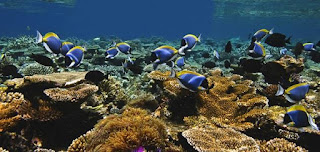 Source: Jumeirah Group. Underwater view of a reef.