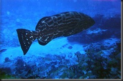 grouper