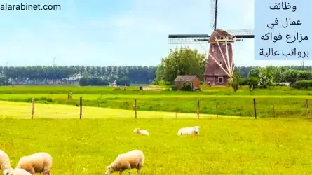 افضل وظائف في مزارع فواكه هولندا براتب عالي