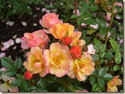 bloggbilder 100