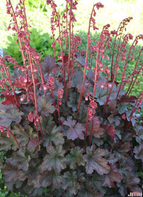 Heuchera Petite Pearl Fairy - Petite Pearl Fairy Coral Bells care