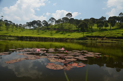 danau teratai di situ cileunca