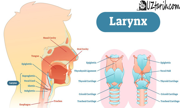 larynx