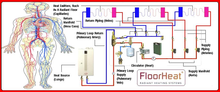 circulatory system diagram blank. circulatory system diagram