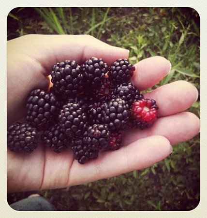 berries2