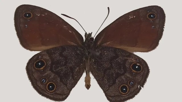 Mata Atlântica revela novo tesouro: a borboleta Agojie rupicola recém-descoberta.