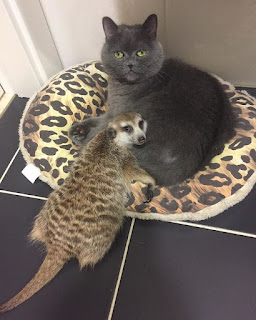 Gato y suricata son mejores amigos y les encanta acurrucarse el uno con el otro