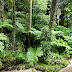 The Fernery, Auckland Domain, New Zealand