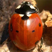 Coccinella-septempunctata-03