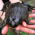 Helmeted water toad