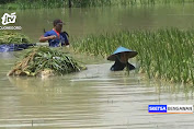Bengawan Solo Meluap, Ratusan Hektar Padi di Tuban Terendam Banjir