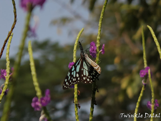 Wildlife Photography, Butterfly Garden