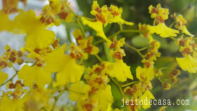 oncidium-orchids