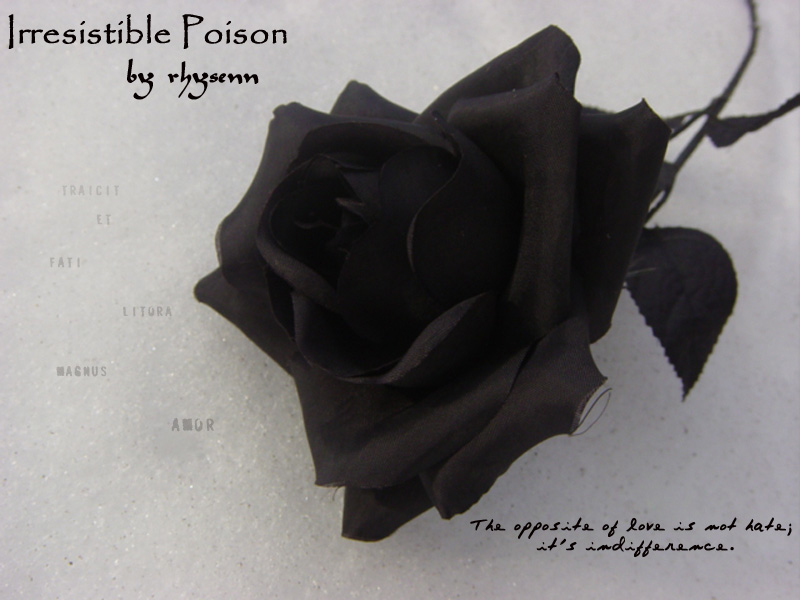 A single black rose