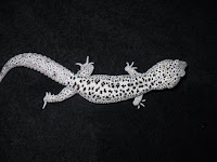 Black Hole Leopard Gecko