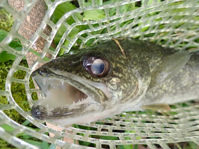 [最も選択された] 口 魚みたい 308153