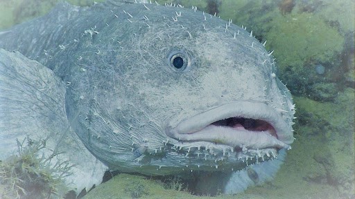 Blobfish