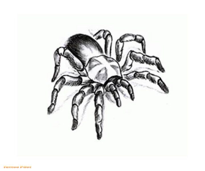 Spider Tattoo Pictures Top Design Ideas For Girls And Guys