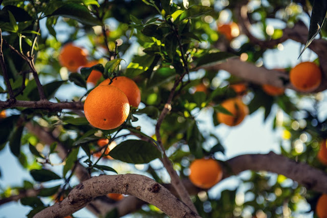 how-oranges-are-good-for-health