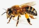 Manfaat disengat Lebah Madu
