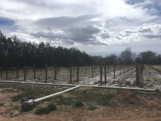 Irrigation system pipes deliver flood irrigation to young vineyard 