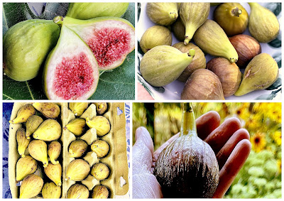 Feige (Ficus carica)
