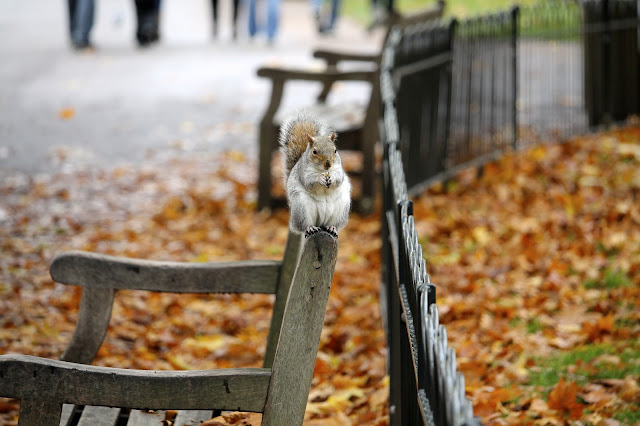 desktop wallpaper, squirrel, bench, autumn, park