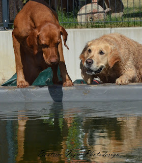 Übermütige Hunde