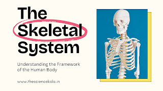 Functions of the Skeletal System: A Complete Guide
