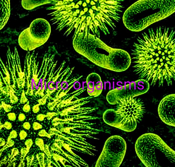 Micro - organisms: Friends and Foes