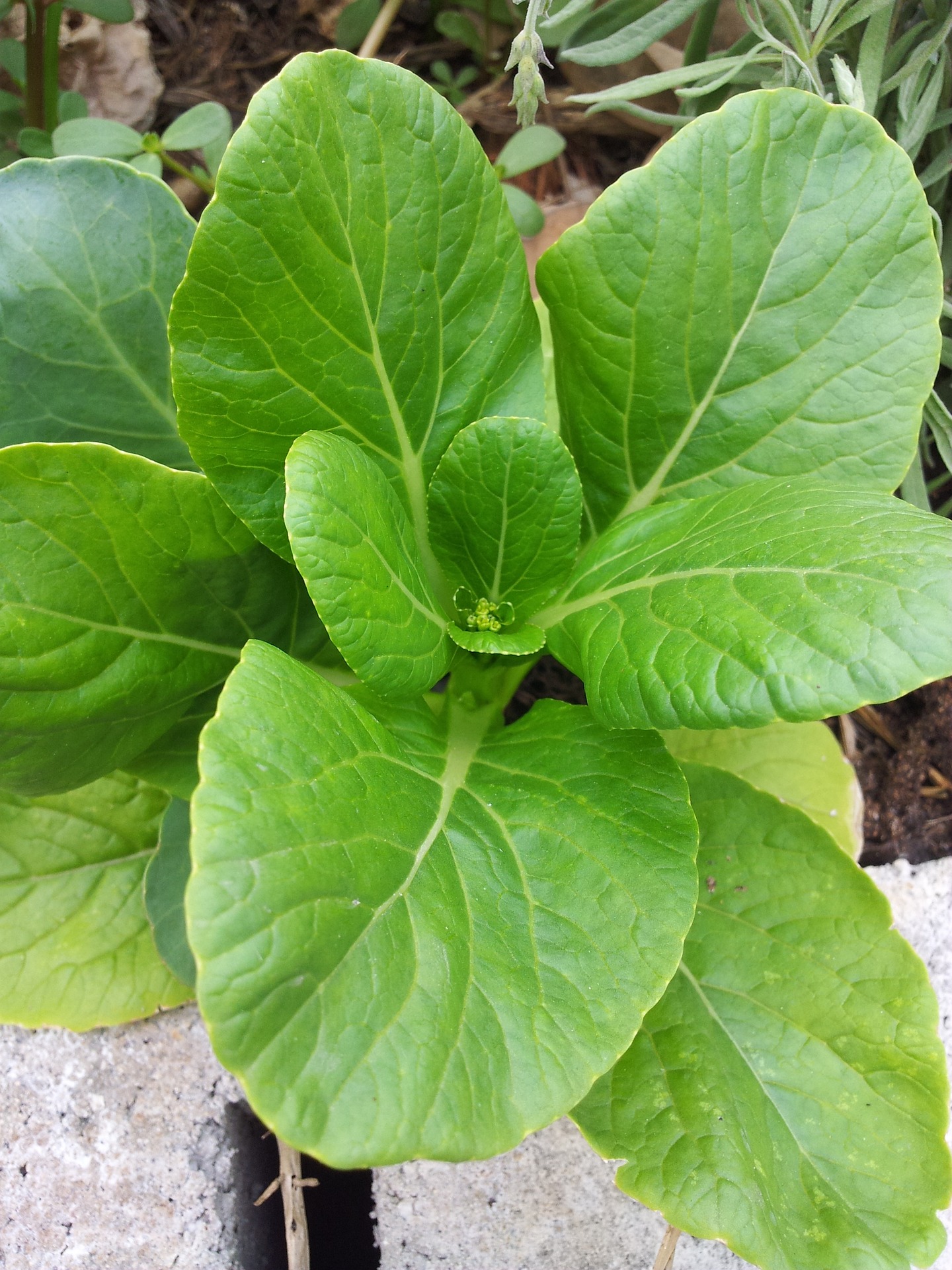 Bok choy is a small plant which grows upright from the ground surface with smooth white romaine lettuce like stalks, which spread at its top to fine, glossy green, oval or round leaves. Fully grown-up bok choy may reach about 12-18 inches in height.