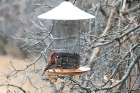 do we have to wait another month for purple finches?